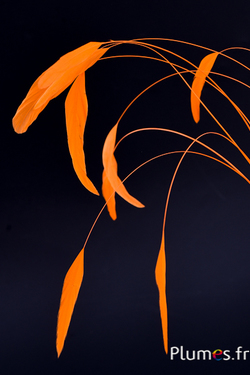 Coquetip - 20-25 cm - orange
